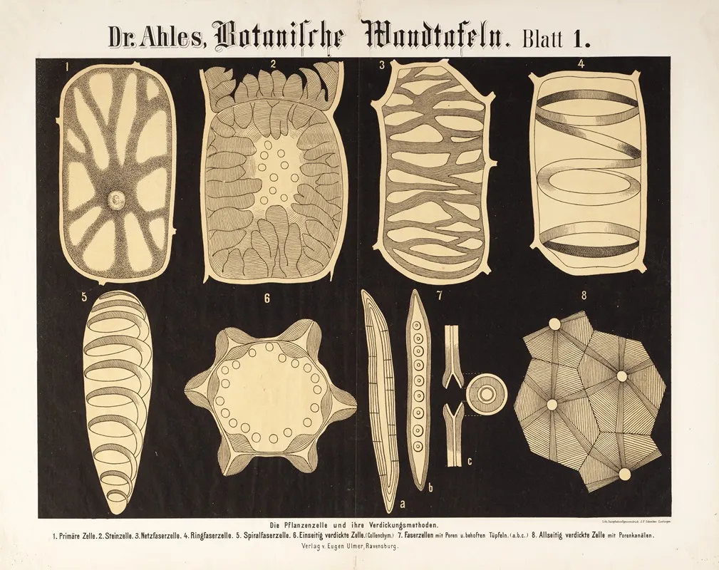 Botanische Wandtafeln Pl 1 Wall Art by Wilhelm Elias von Ahles - High-Resolution Digital Print