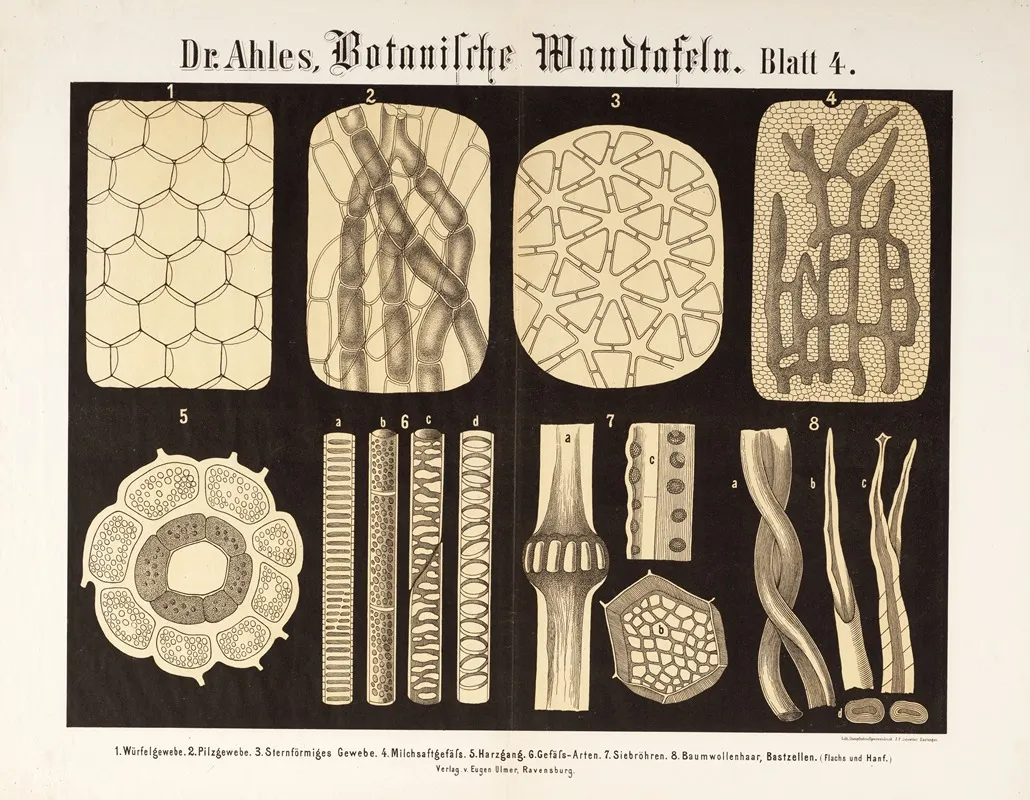 Botanische Wandtafeln Pl 4 Wall Art by Wilhelm Elias von Ahles - High-Resolution Digital Print