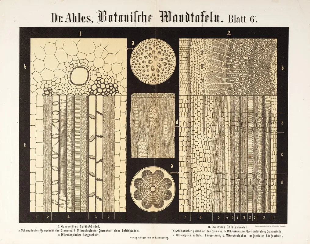 Botanische Wandtafeln Pl 6 Wall Art by Wilhelm Elias von Ahles - High-Resolution Digital Print