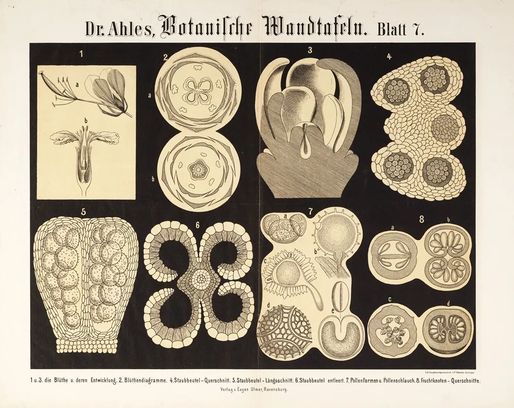 Botanische Wandtafeln Pl 7 Wall Art by Wilhelm Elias von Ahles - High-Resolution Digital Print