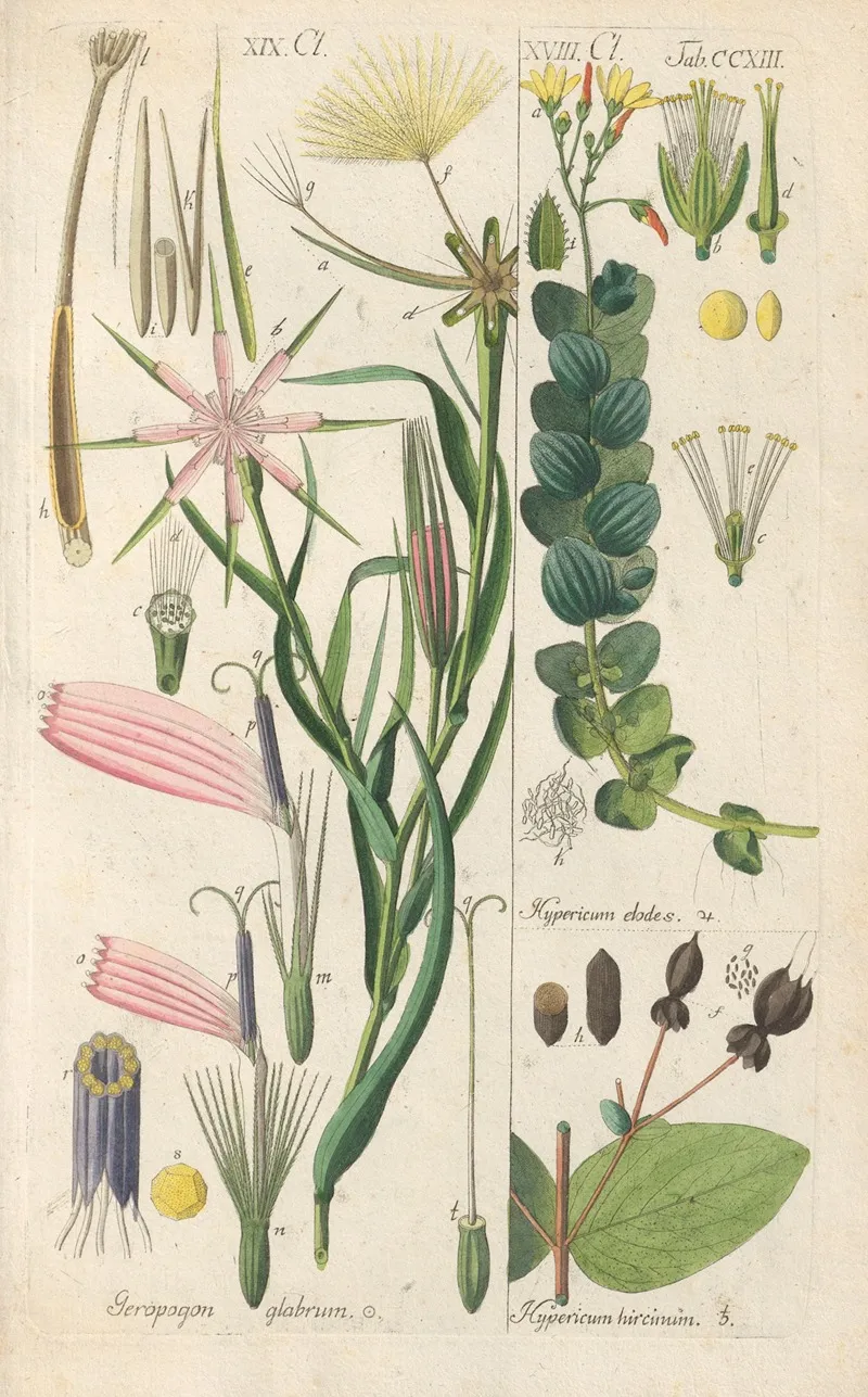Botanisches Handbuch Pl 01 Wall Art by Christian Schkuhr - High-Resolution Digital Print