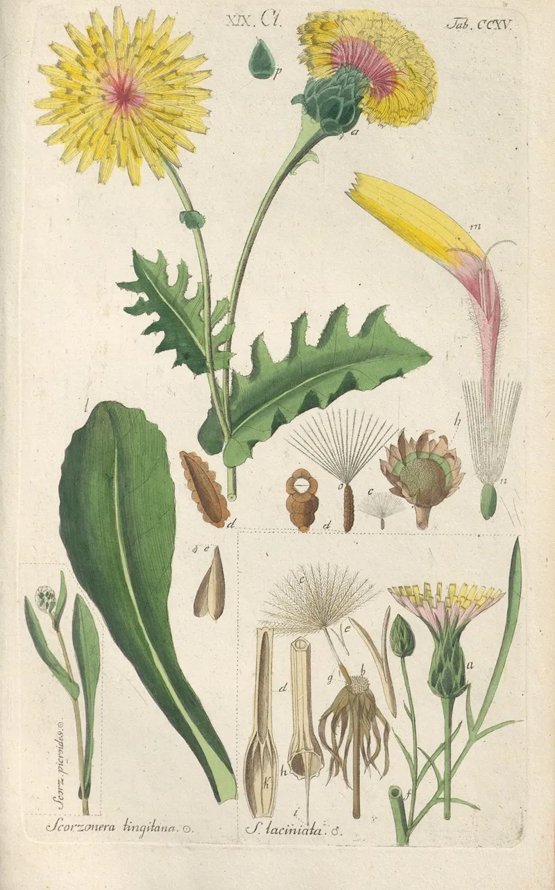Botanisches Handbuch Pl 03 Wall Art by Christian Schkuhr - High-Resolution Digital Print