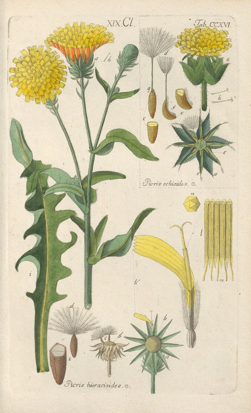 Botanisches Handbuch Pl 04 Wall Art by Christian Schkuhr - High-Resolution Digital Print