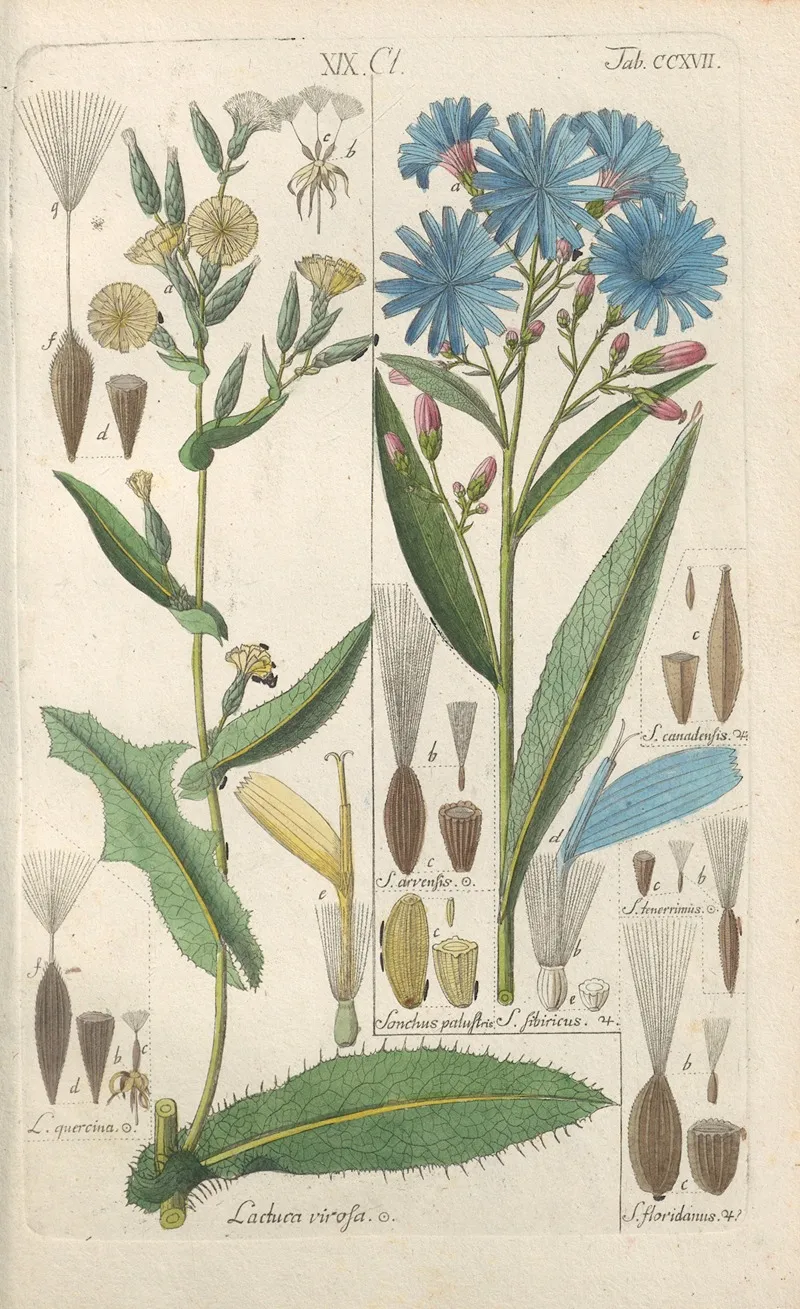 Botanisches Handbuch Pl 05 Wall Art by Christian Schkuhr - High-Resolution Digital Print