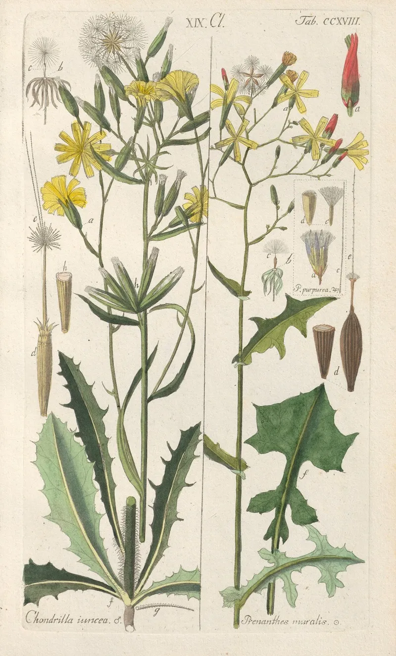 Botanisches Handbuch Pl 06 Wall Art by Christian Schkuhr - High-Resolution Digital Print