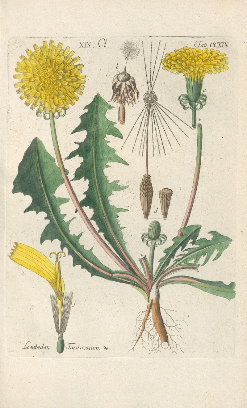 Botanisches Handbuch Pl 07 Wall Art by Christian Schkuhr - High-Resolution Digital Print