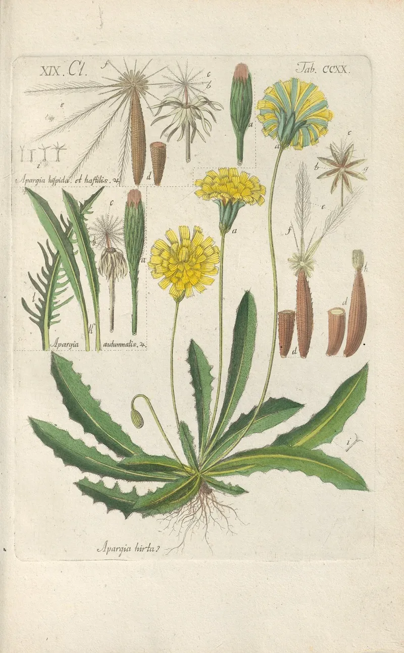 Botanisches Handbuch Pl 08 Wall Art by Christian Schkuhr - High-Resolution Digital Print