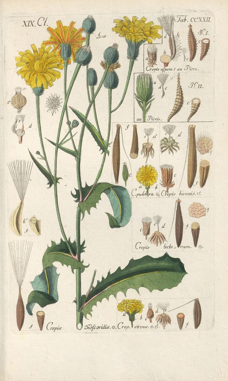 Botanisches Handbuch Pl 10 Wall Art by Christian Schkuhr - High-Resolution Digital Print