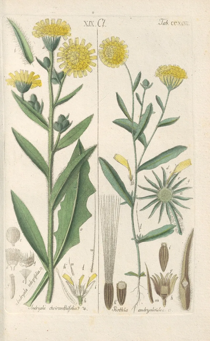 Botanisches Handbuch Pl 11 Wall Art by Christian Schkuhr - High-Resolution Digital Print
