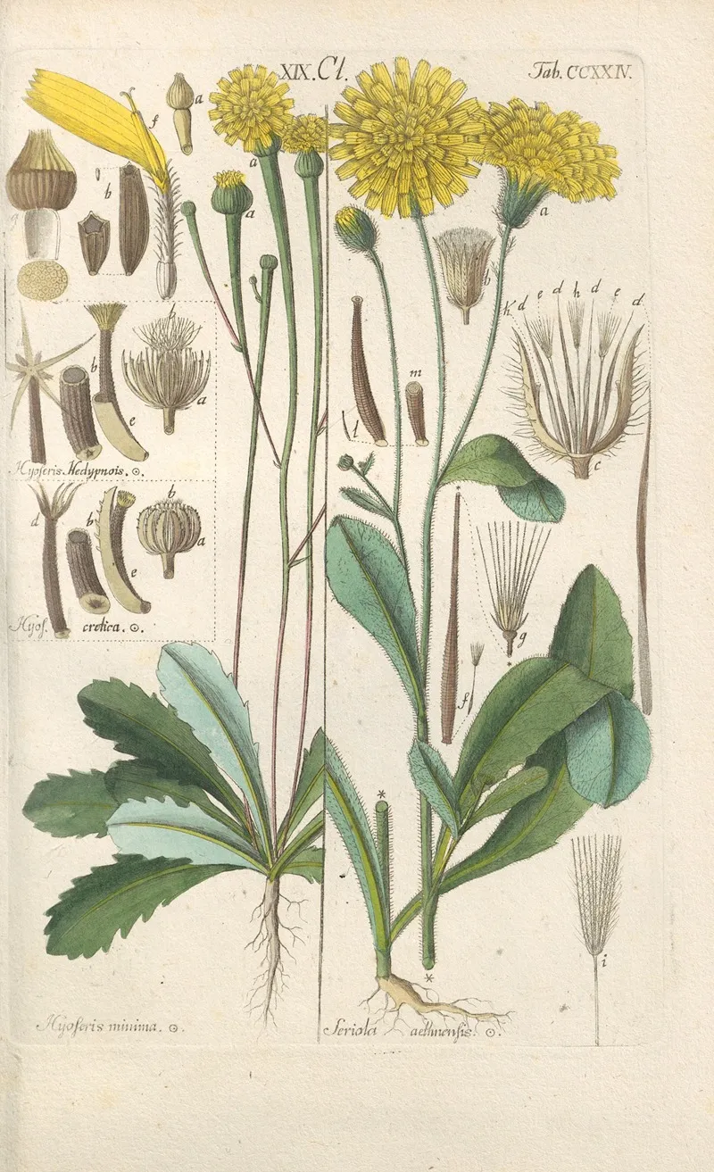 Botanisches Handbuch Pl 12 Wall Art by Christian Schkuhr - High-Resolution Digital Print