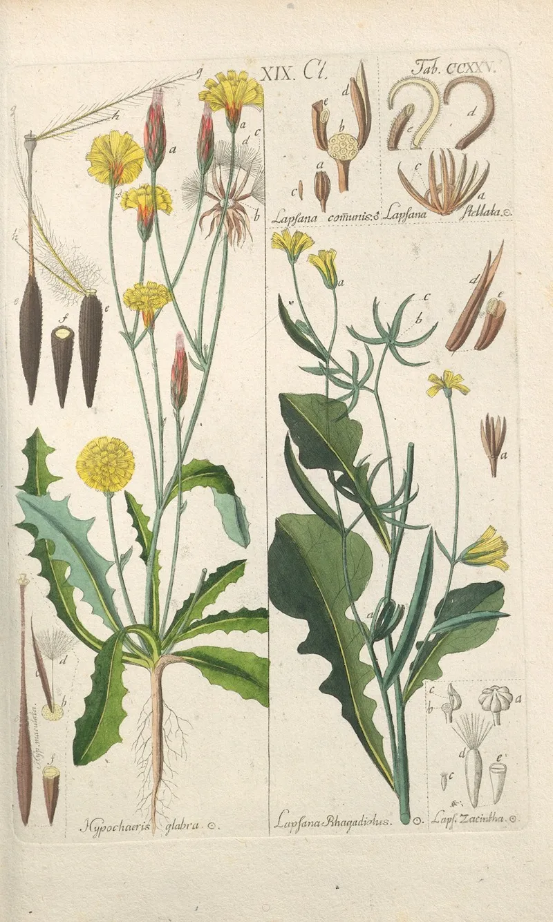 Botanisches Handbuch Pl 13 Wall Art by Christian Schkuhr - High-Resolution Digital Print