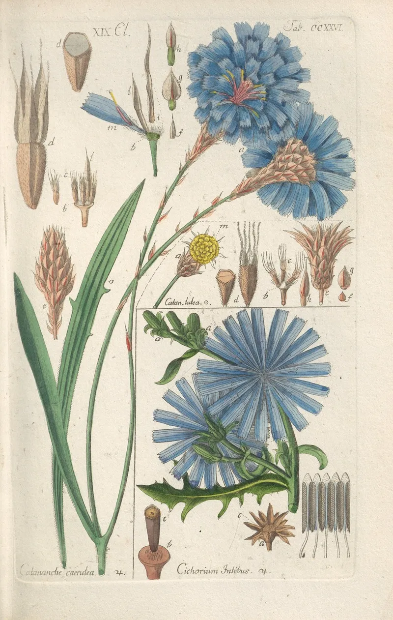 Botanisches Handbuch Pl 14 Wall Art by Christian Schkuhr - High-Resolution Digital Print