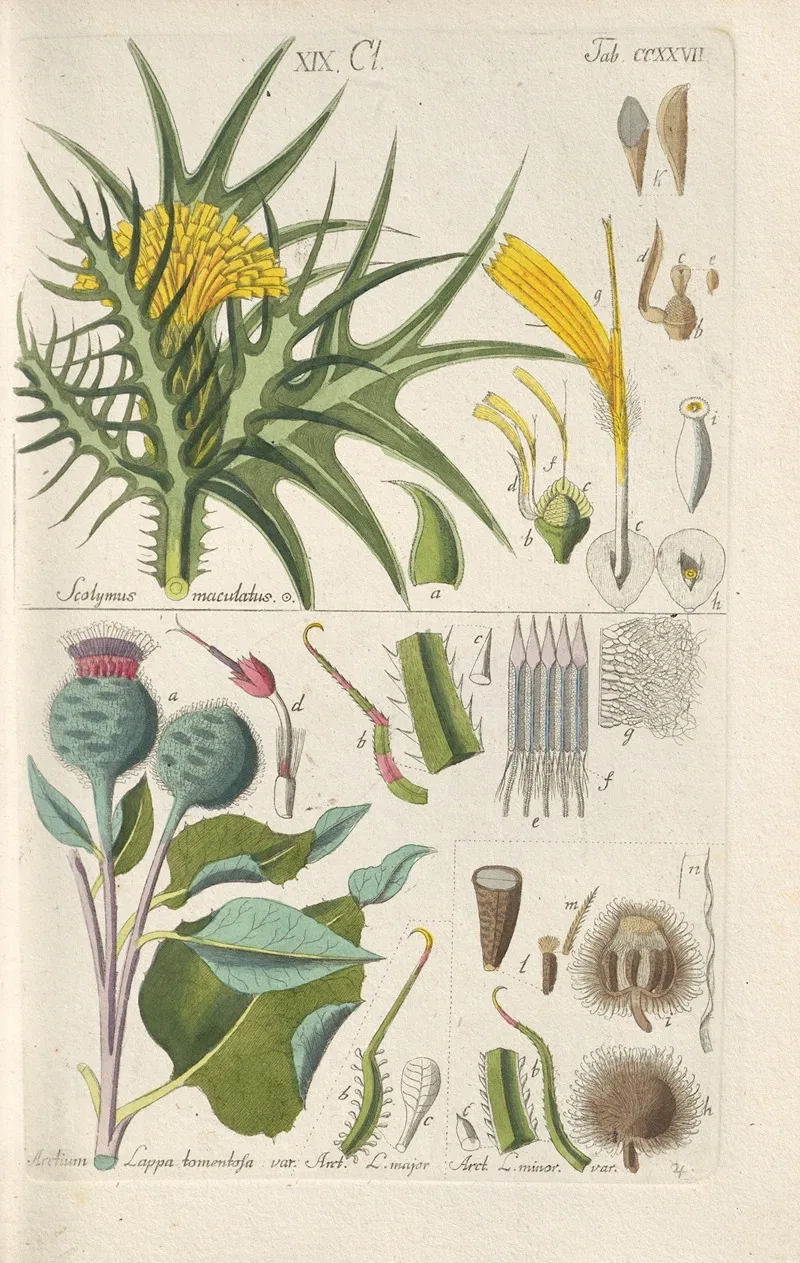 Botanisches Handbuch Pl 15 Wall Art by Christian Schkuhr - High-Resolution Digital Print