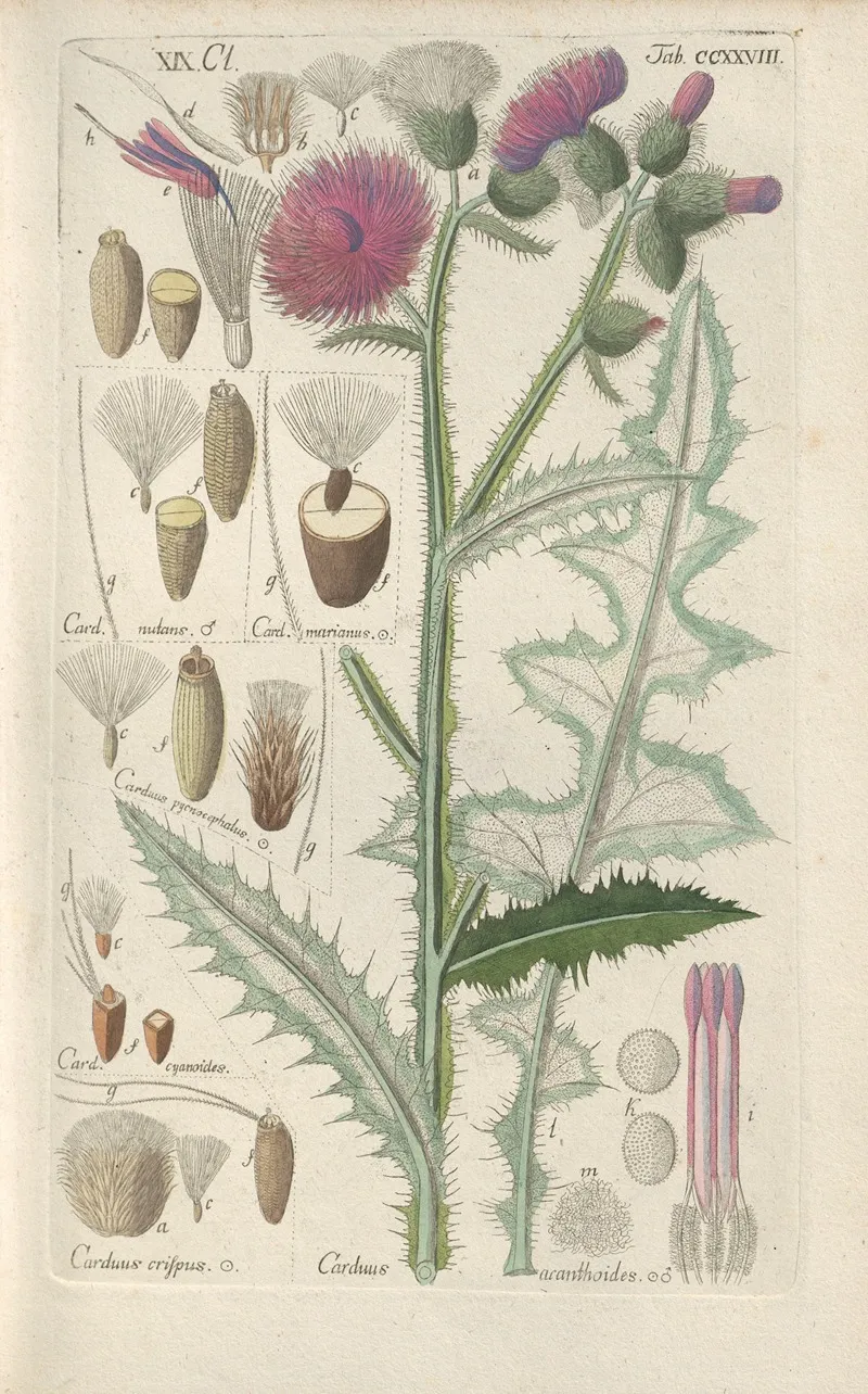 Botanisches Handbuch Pl 16 Wall Art by Christian Schkuhr - High-Resolution Digital Print