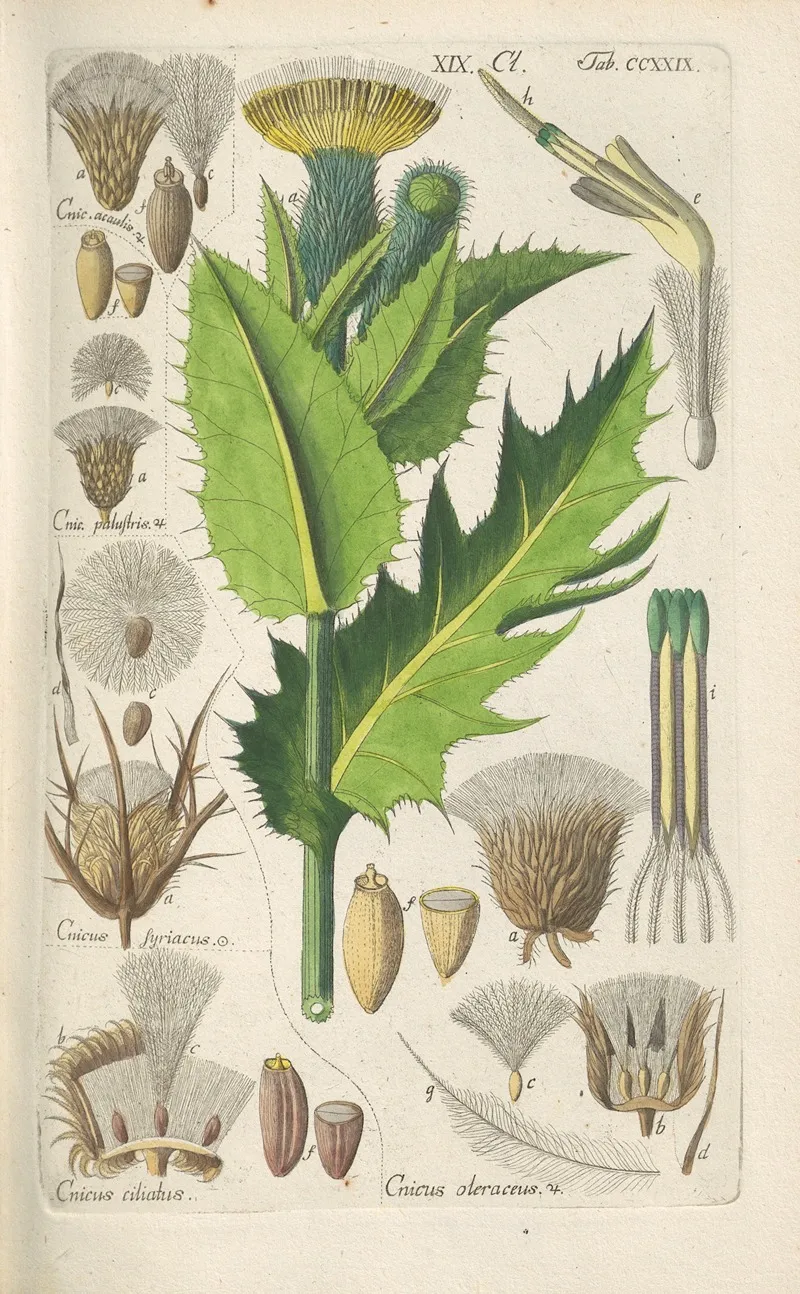 Botanisches Handbuch Pl 17 Wall Art by Christian Schkuhr - High-Resolution Digital Print