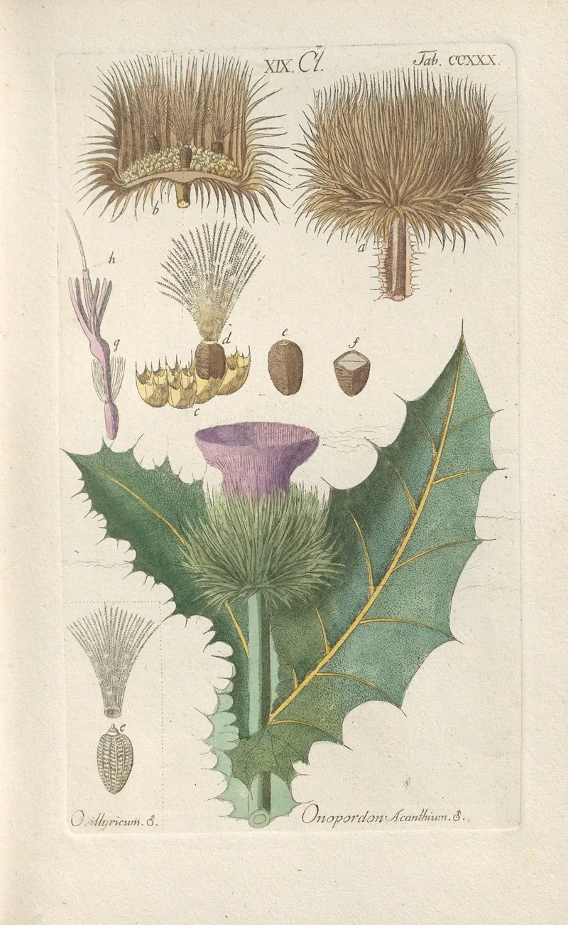 Botanisches Handbuch Pl 18 Wall Art by Christian Schkuhr - High-Resolution Digital Print