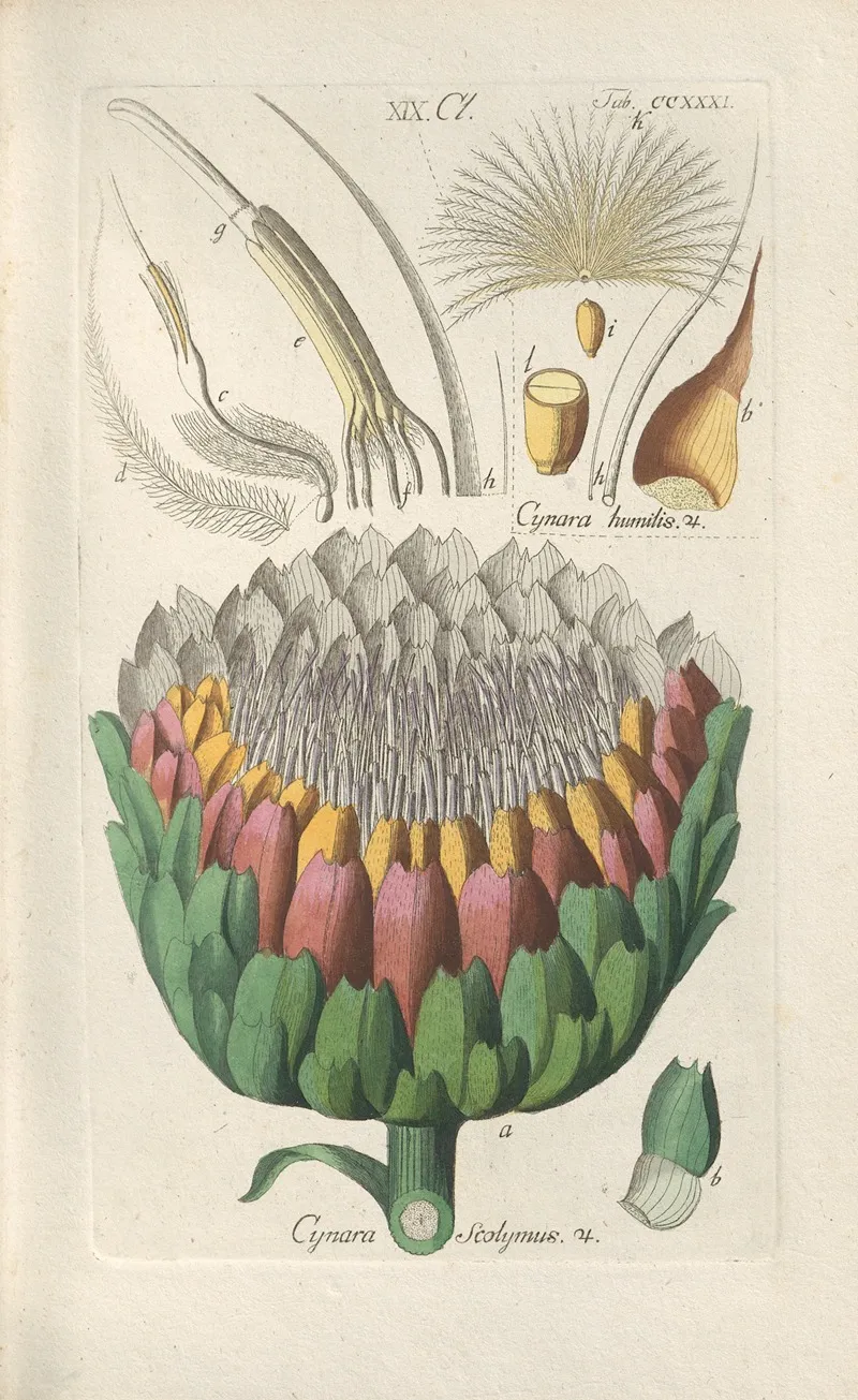 Botanisches Handbuch Pl 19 Wall Art by Christian Schkuhr - High-Resolution Digital Print