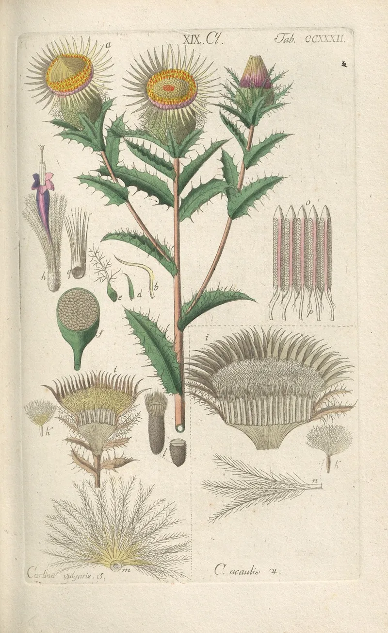Botanisches Handbuch Pl 20 Wall Art by Christian Schkuhr - High-Resolution Digital Print