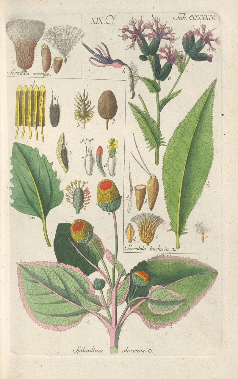 Botanisches Handbuch Pl 22 Wall Art by Christian Schkuhr - High-Resolution Digital Print