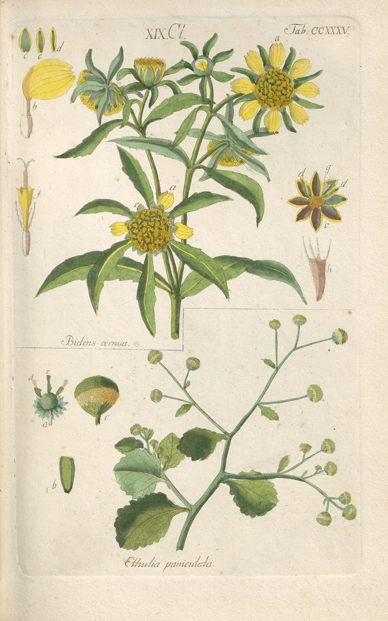 Botanisches Handbuch Pl 23 Wall Art by Christian Schkuhr - High-Resolution Digital Print