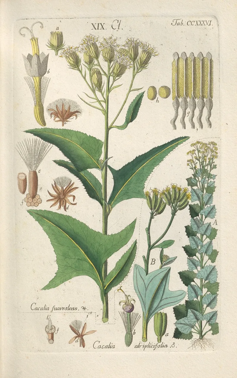 Botanisches Handbuch Pl 24 Wall Art by Christian Schkuhr - High-Resolution Digital Print
