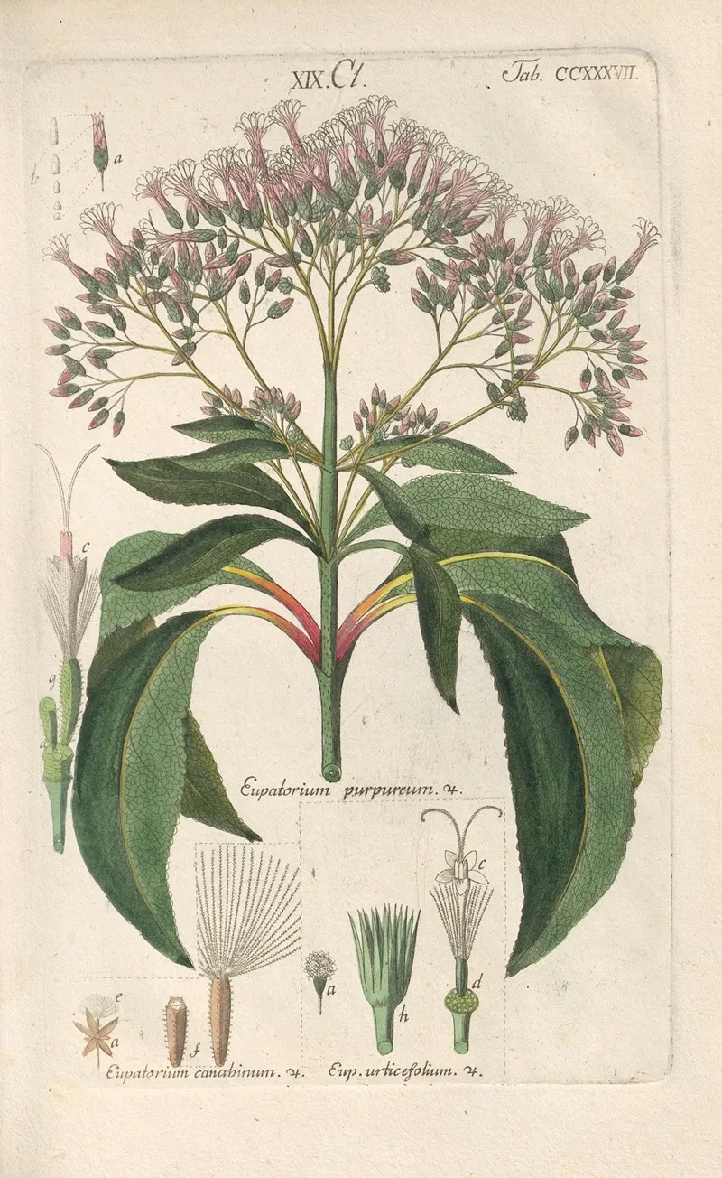 Botanisches Handbuch Pl 25 Wall Art by Christian Schkuhr - High-Resolution Digital Print