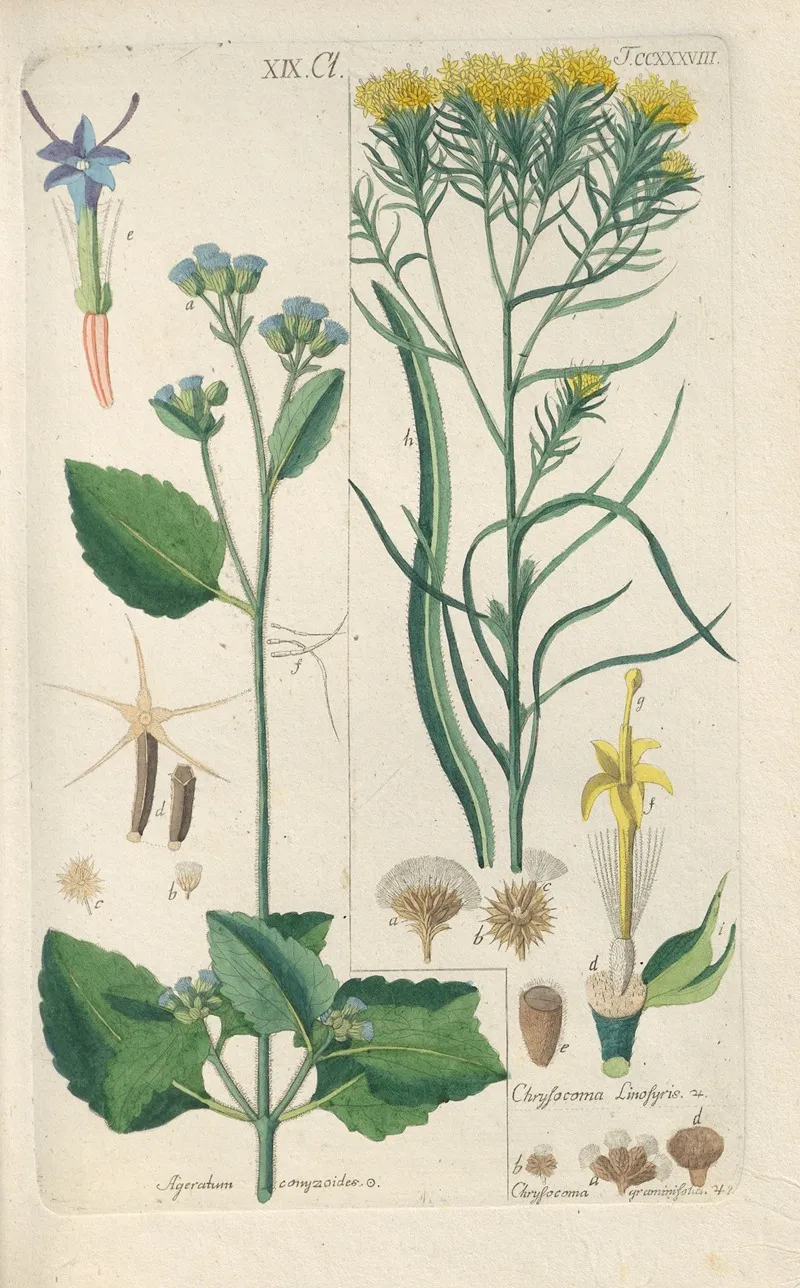 Botanisches Handbuch Pl 26 Wall Art by Christian Schkuhr - High-Resolution Digital Print