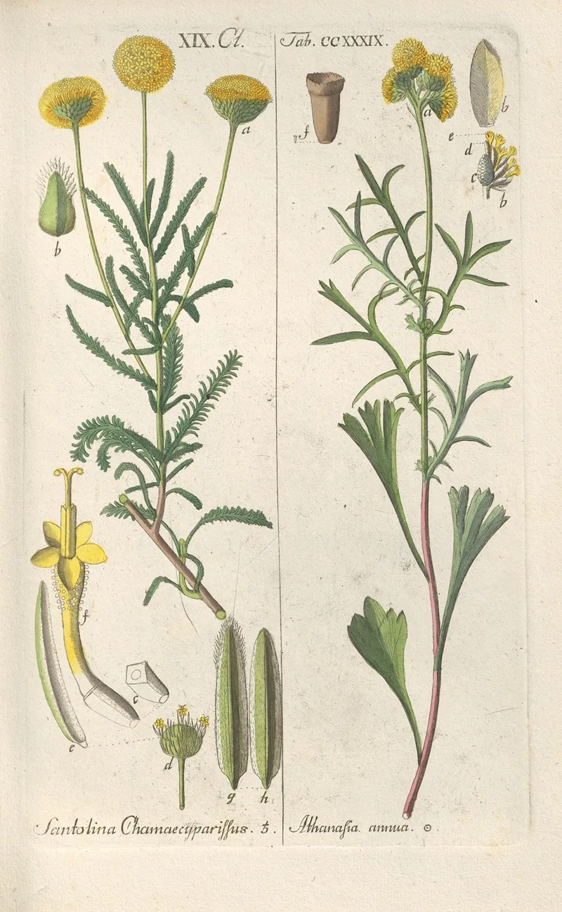 Botanisches Handbuch Pl 27 Wall Art by Christian Schkuhr - High-Resolution Digital Print
