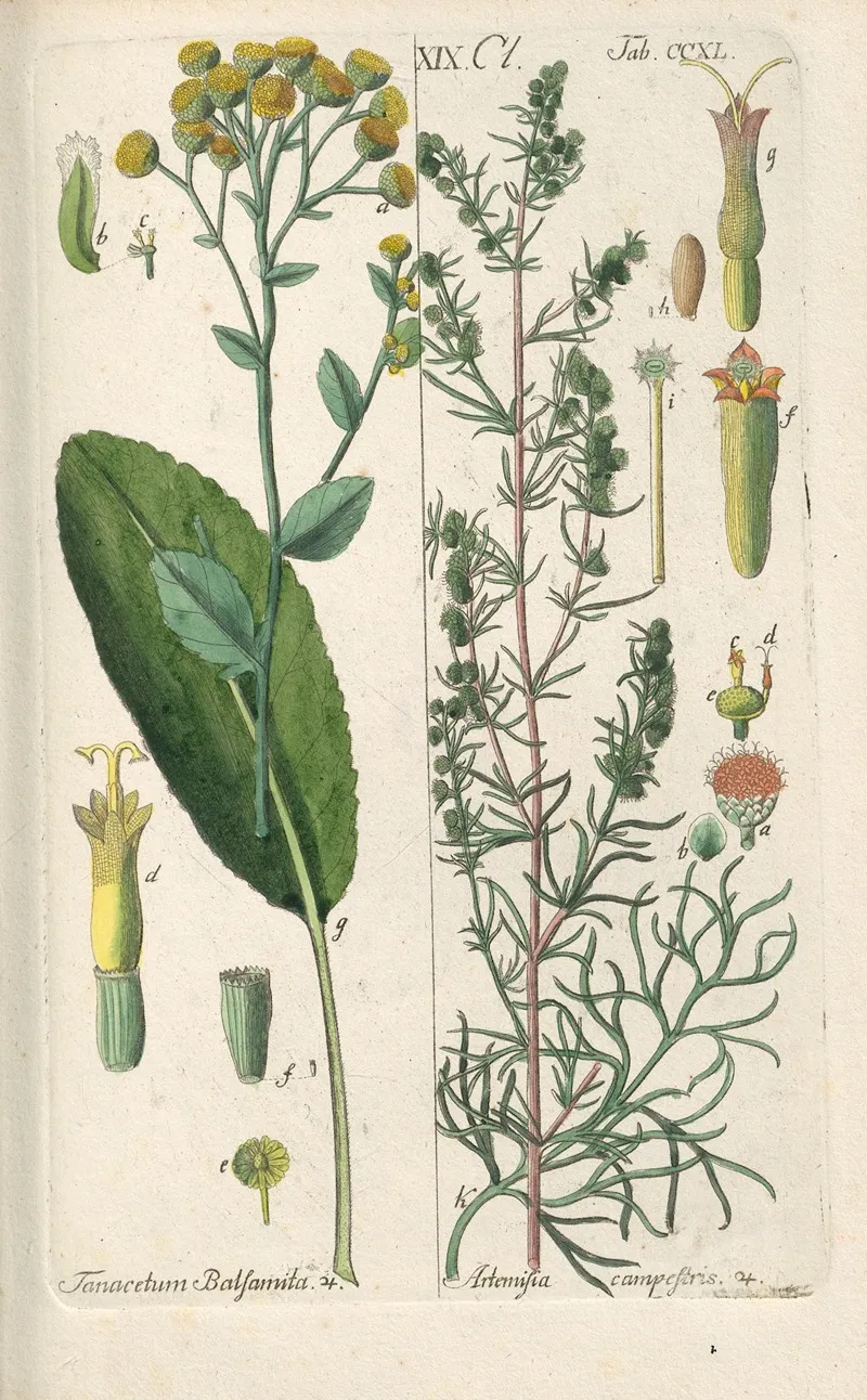 Botanisches Handbuch Pl 28 Wall Art by Christian Schkuhr - High-Resolution Digital Print