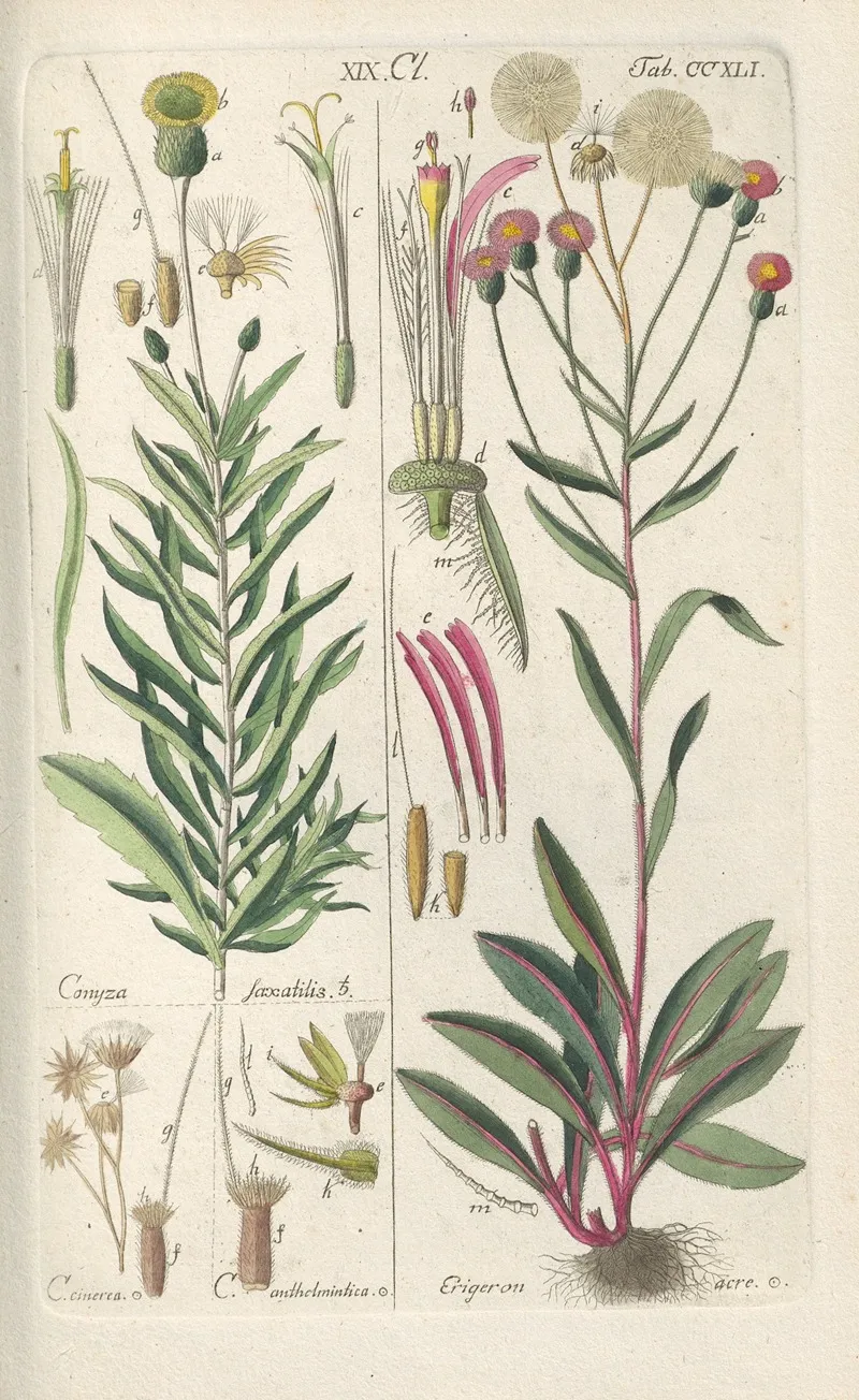 Botanisches Handbuch Pl 29 Wall Art by Christian Schkuhr - High-Resolution Digital Print