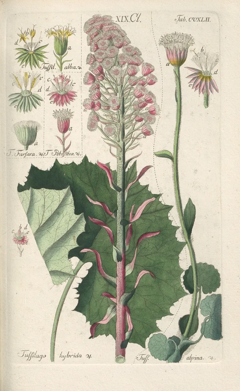 Botanisches Handbuch Pl 30 Wall Art by Christian Schkuhr - High-Resolution Digital Print