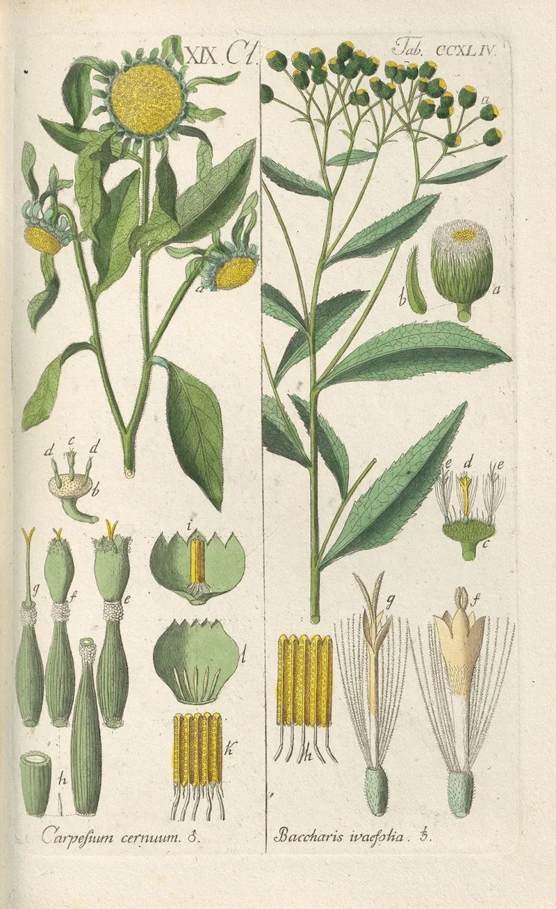 Botanisches Handbuch Pl 32 Wall Art by Christian Schkuhr - High-Resolution Digital Print