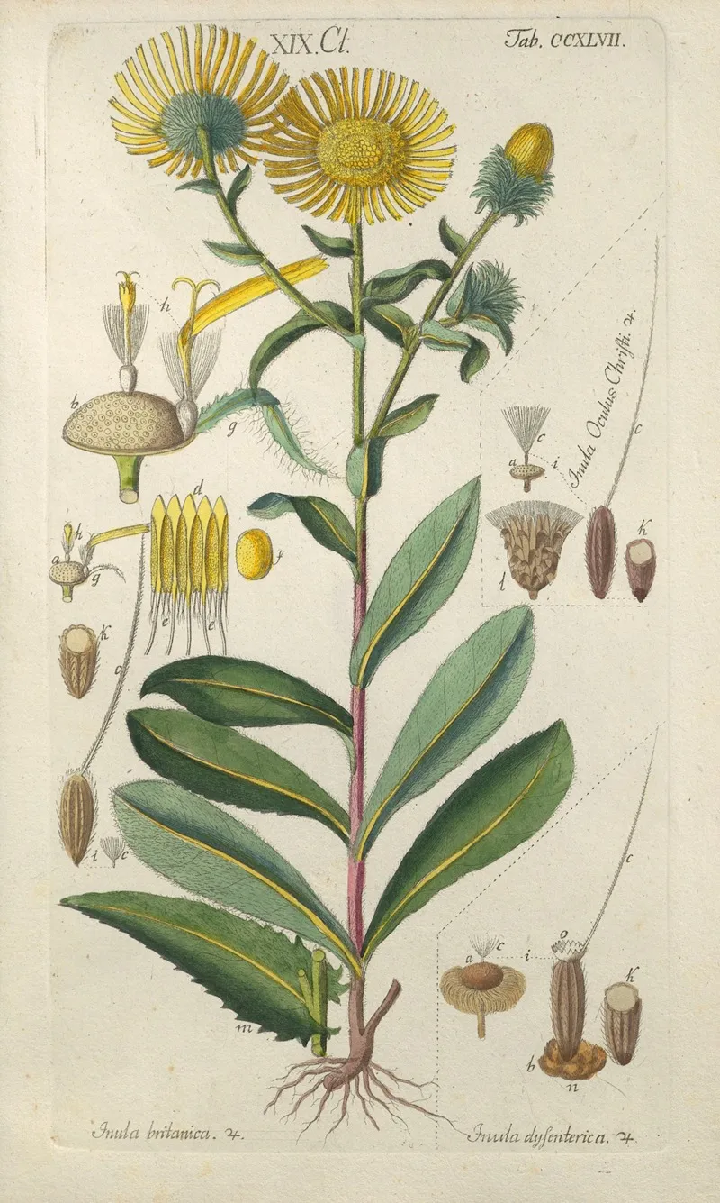 Botanisches Handbuch Pl 36 Wall Art by Christian Schkuhr - High-Resolution Digital Print