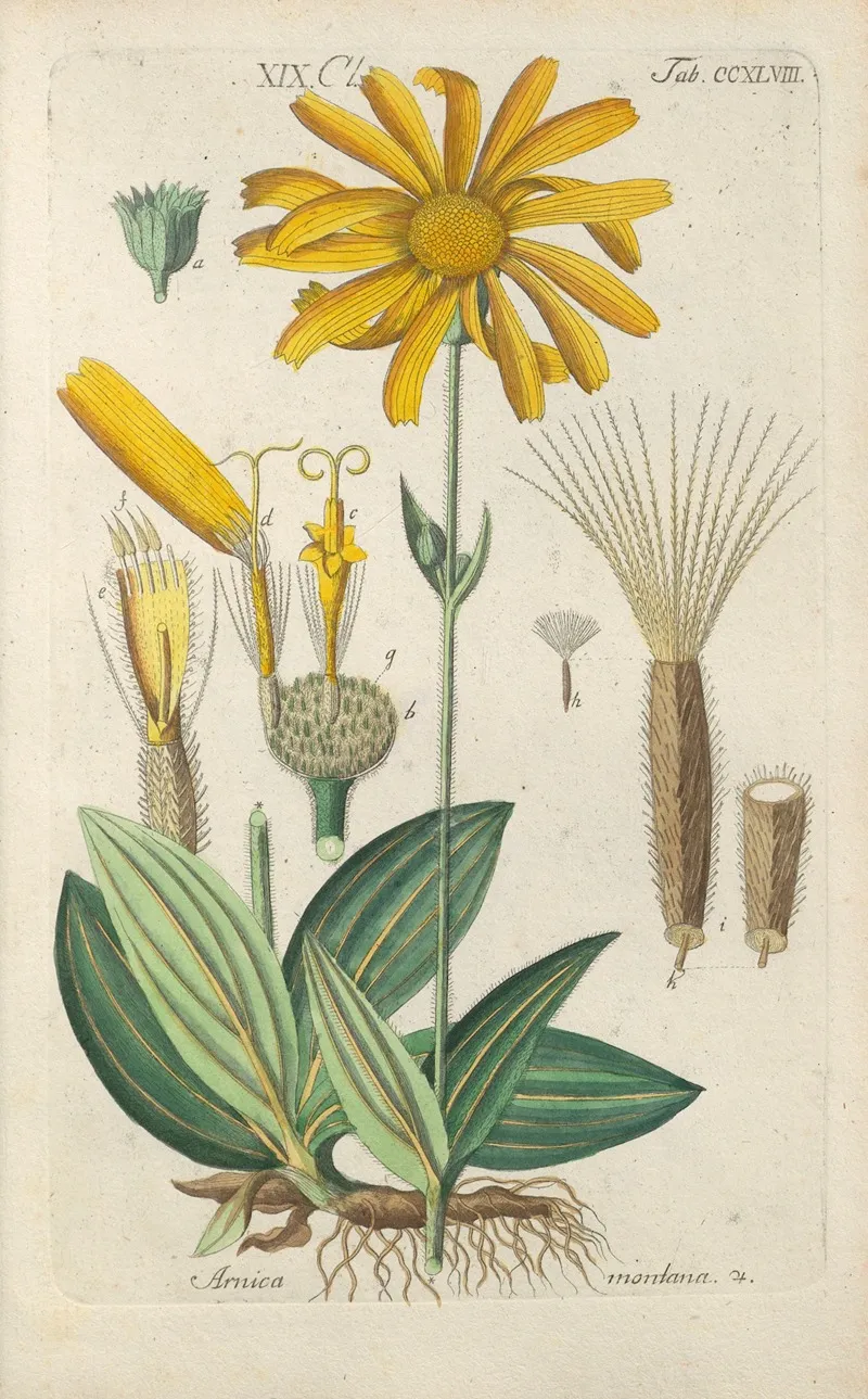 Botanisches Handbuch Pl 37 Wall Art by Christian Schkuhr - High-Resolution Digital Print