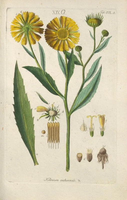 Botanisches Handbuch Pl 39 Wall Art by Christian Schkuhr - High-Resolution Digital Print