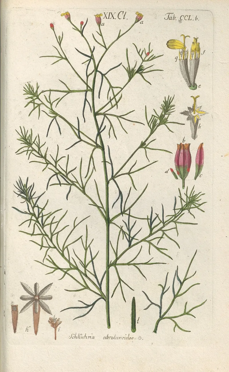 Botanisches Handbuch Pl 40 Wall Art by Christian Schkuhr - High-Resolution Digital Print