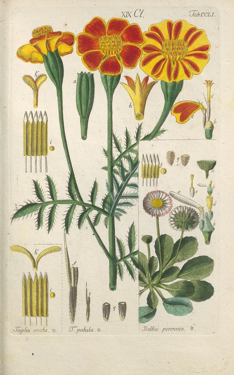 Botanisches Handbuch Pl 41 Wall Art by Christian Schkuhr - High-Resolution Digital Print