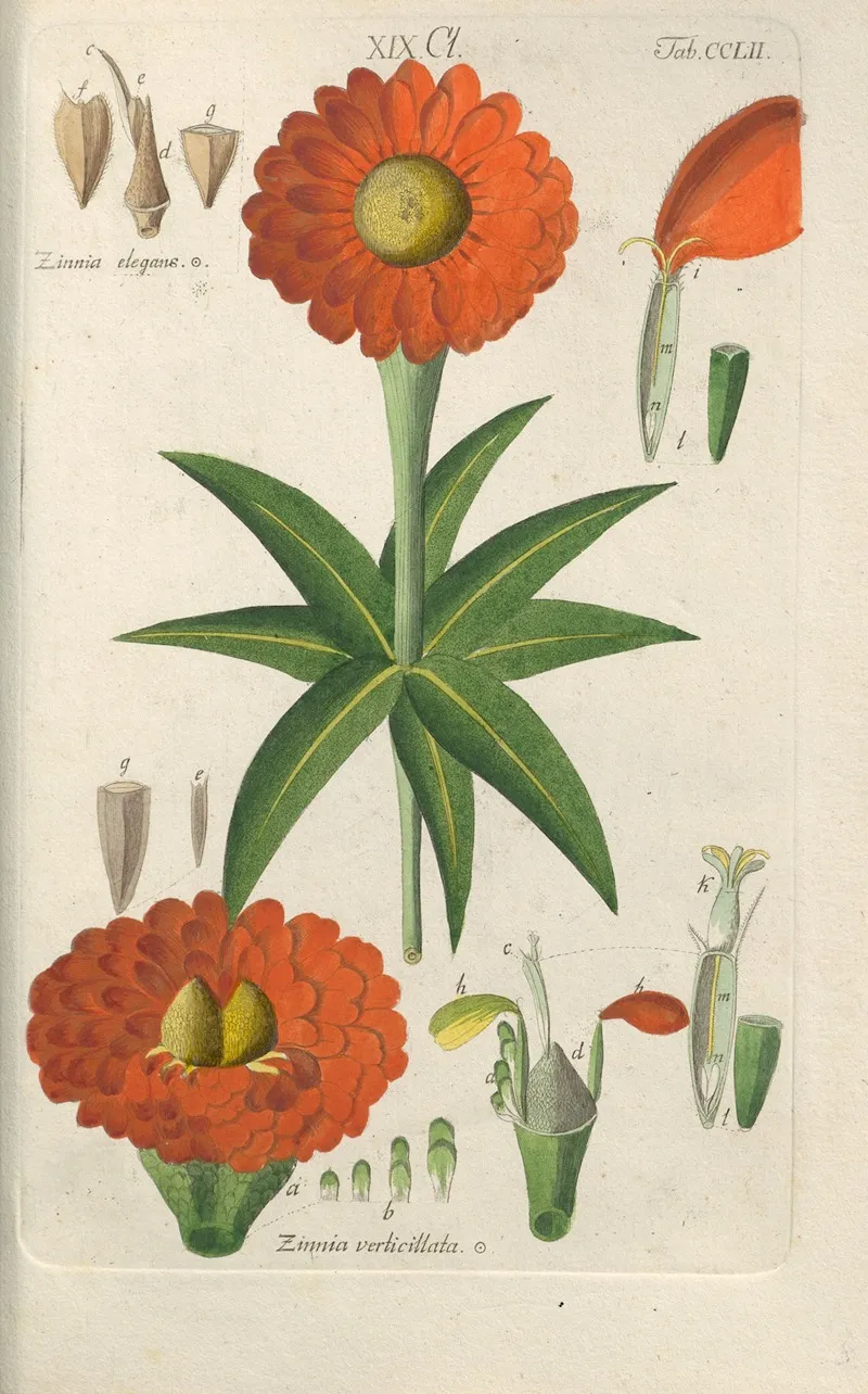 Botanisches Handbuch Pl 42 Wall Art by Christian Schkuhr - High-Resolution Digital Print
