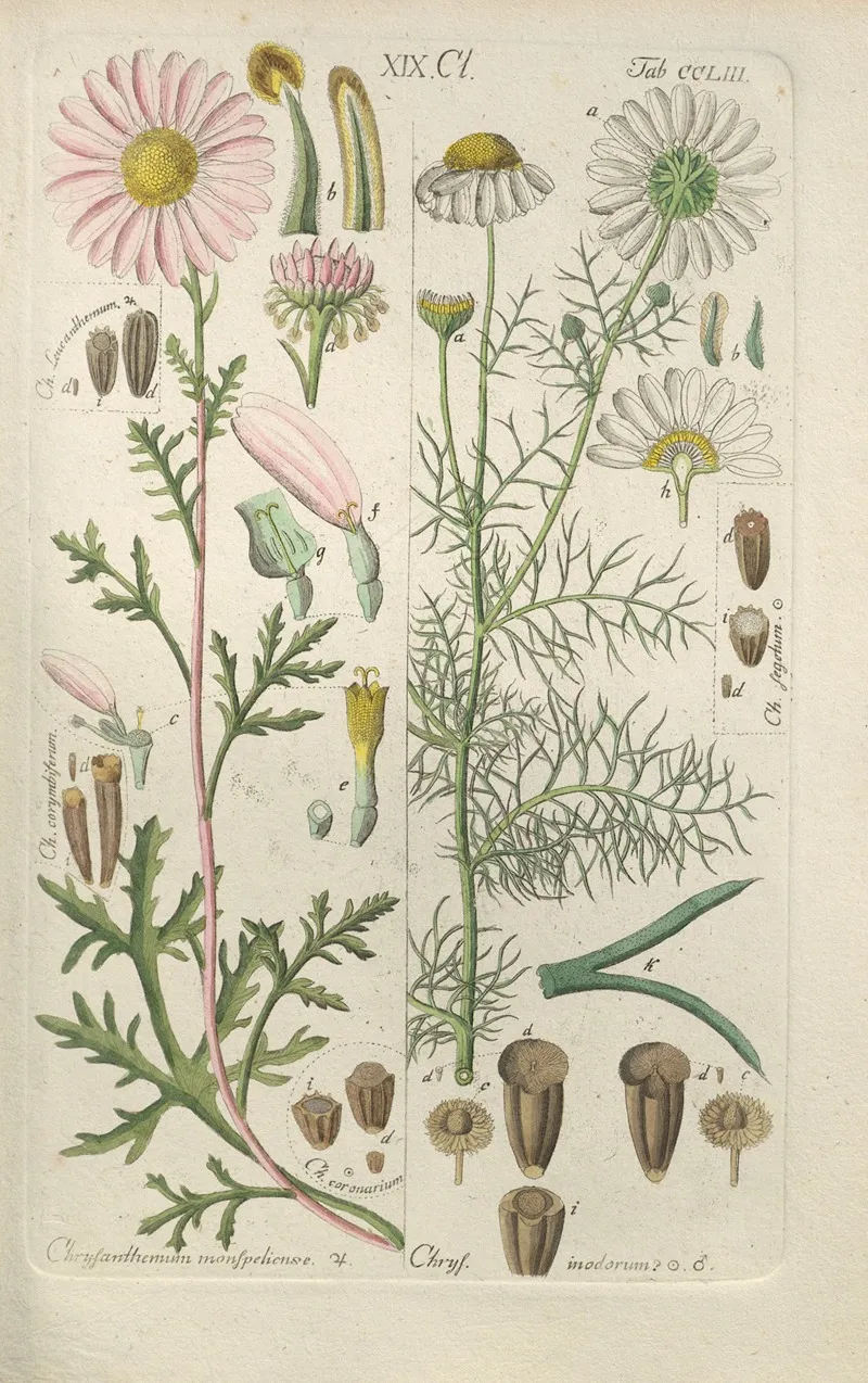 Botanisches Handbuch Pl 43 Wall Art by Christian Schkuhr - High-Resolution Digital Print