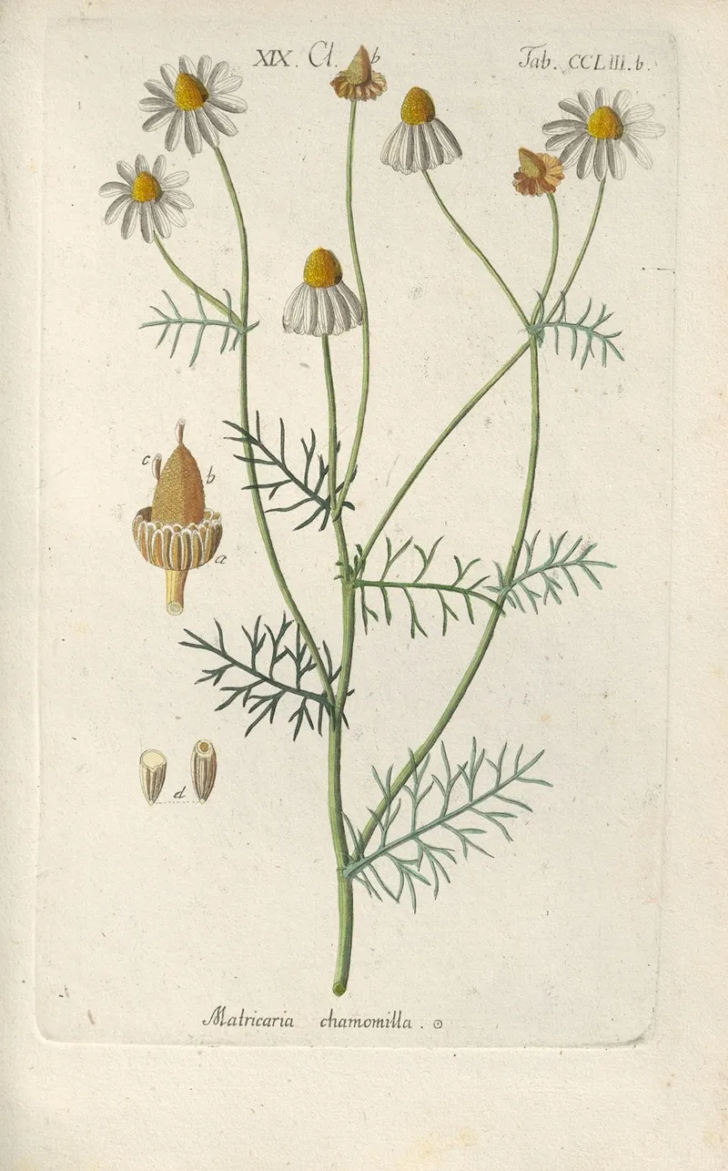 Botanisches Handbuch Pl 44 Wall Art by Christian Schkuhr - High-Resolution Digital Print