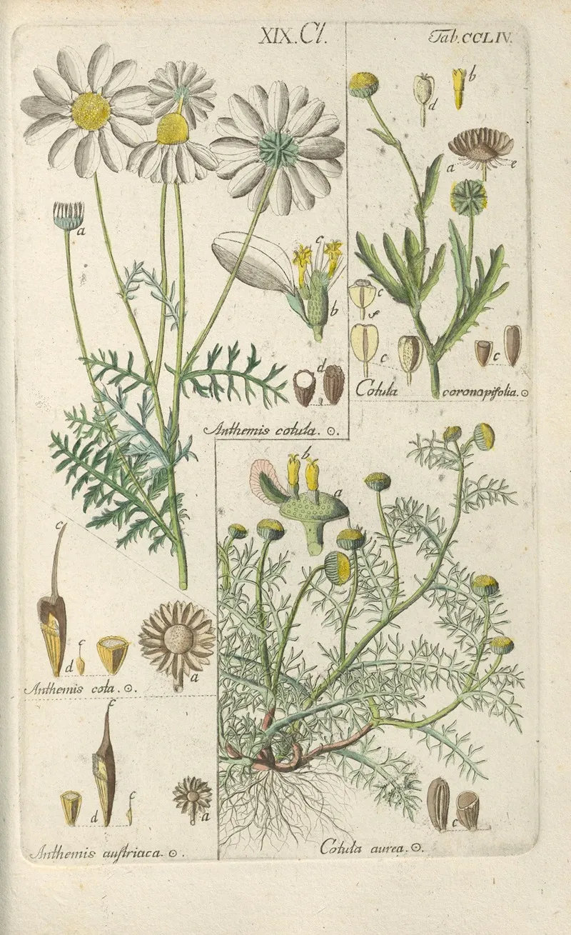 Botanisches Handbuch Pl 45 Wall Art by Christian Schkuhr - High-Resolution Digital Print