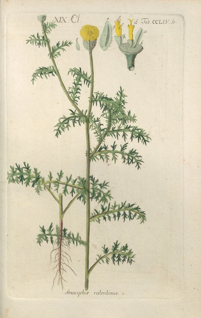 Botanisches Handbuch Pl 46 Wall Art by Christian Schkuhr - High-Resolution Digital Print