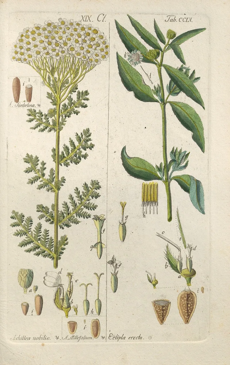 Botanisches Handbuch Pl 47 Wall Art by Christian Schkuhr - High-Resolution Digital Print