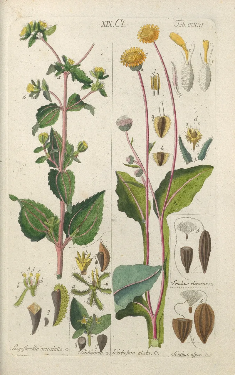 Botanisches Handbuch Pl 48 Wall Art by Christian Schkuhr - High-Resolution Digital Print