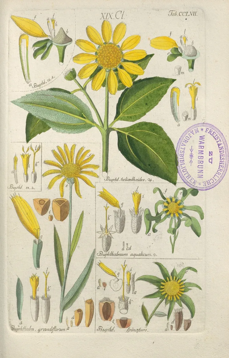 Botanisches Handbuch Pl 49 Wall Art by Christian Schkuhr - High-Resolution Digital Print