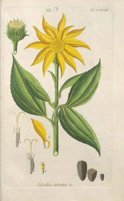 Botanisches Handbuch Pl 50 Wall Art by Christian Schkuhr - High-Resolution Digital Print