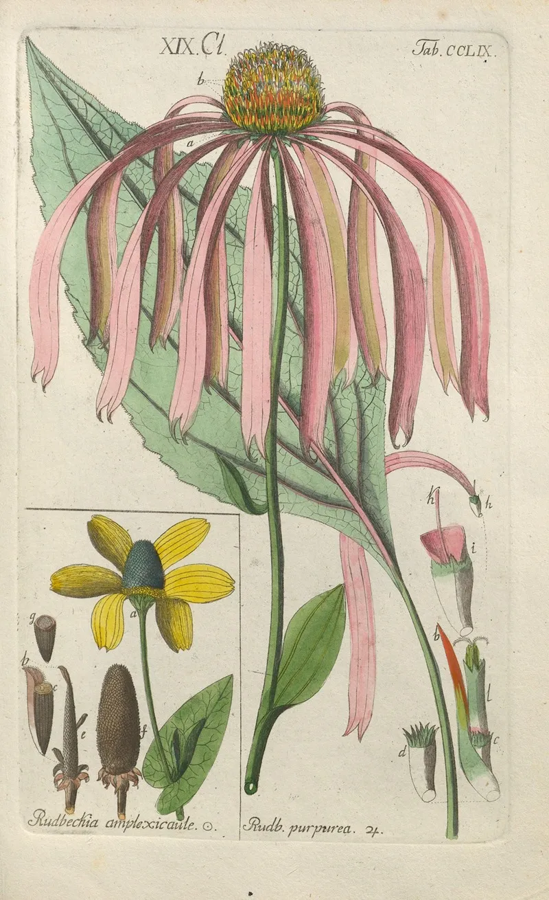 Botanisches Handbuch Pl 51 Wall Art by Christian Schkuhr - High-Resolution Digital Print