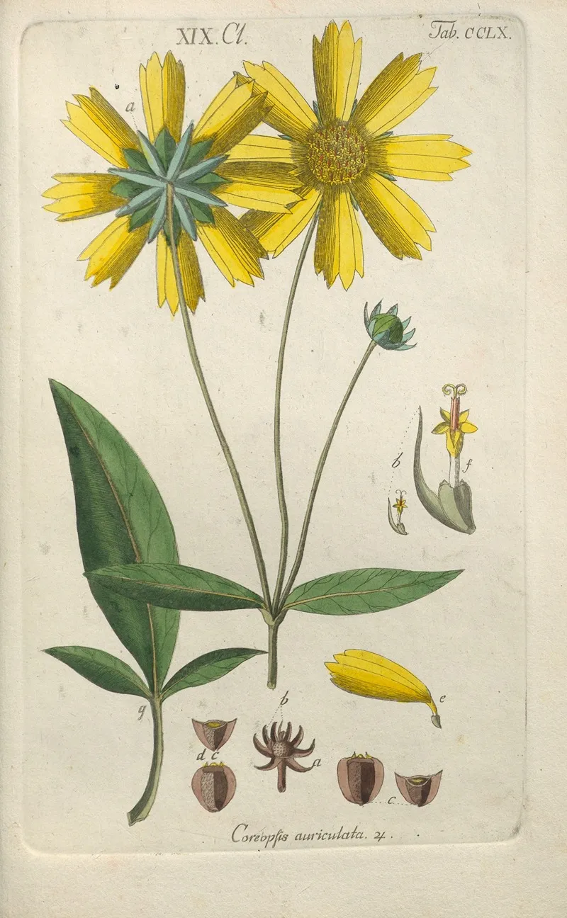 Botanisches Handbuch Pl 52 Wall Art by Christian Schkuhr - High-Resolution Digital Print
