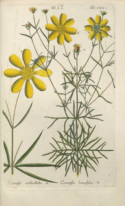 Botanisches Handbuch Pl 53 Wall Art by Christian Schkuhr - High-Resolution Digital Print