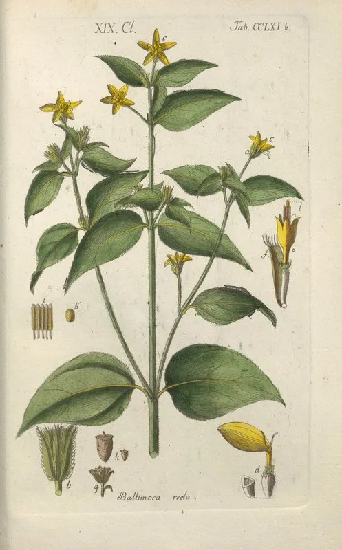 Botanisches Handbuch Pl 55 Wall Art by Christian Schkuhr - High-Resolution Digital Print